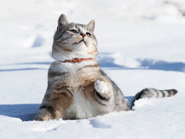 Šedá mourovatá kočka ve sněhu — Stock fotografie