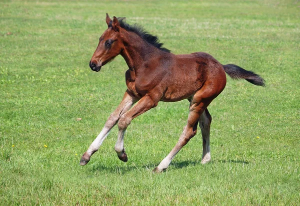 A  bay foal gallops  on a  meadow — Stock Photo, Image
