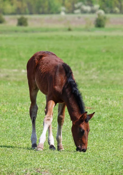 Un puledro bruno al pascolo — Foto Stock