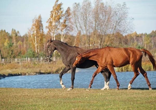 Jovens cavalos jogam em um prado verde — Fotografia de Stock