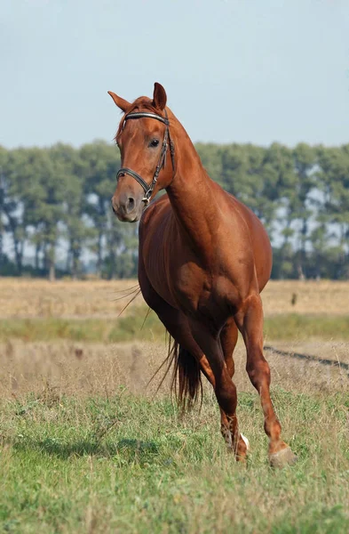 Jonge rode paard, draven — Stockfoto