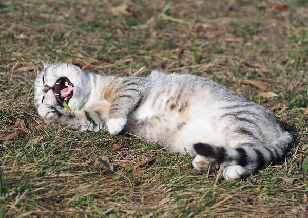 Tekir kedi bir çim üzerinde luxuriates — Stok fotoğraf