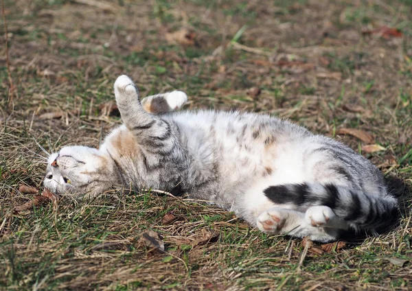 Tabby gato se deleita em uma grama — Fotografia de Stock