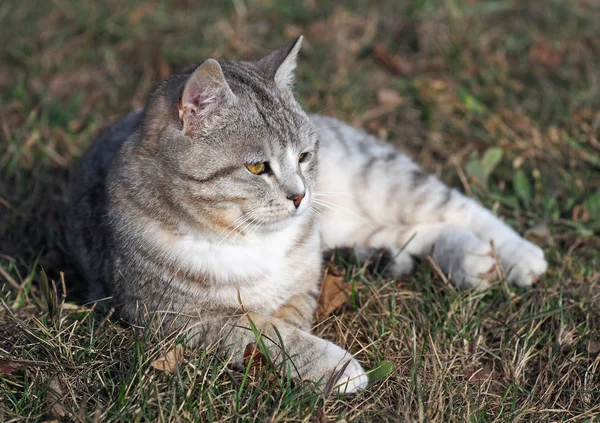 Tekir kedi bir çim üzerinde luxuriates — Stok fotoğraf