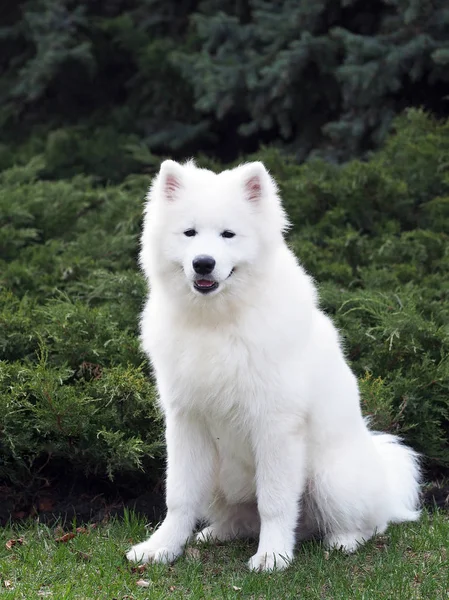 Samoyed σκυλί κουτάβι εξωτερική — Φωτογραφία Αρχείου