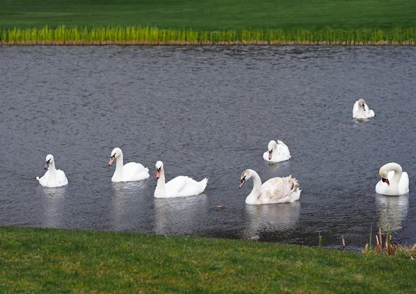 El lago de los cisnes — Foto de Stock