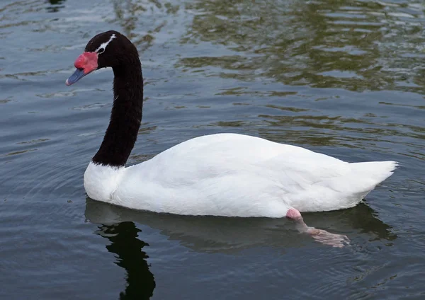 Cisne de pescoço preto flutuando — Fotografia de Stock