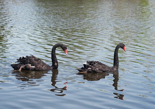 Zwei schwarze Schwäne — Stockfoto