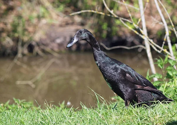 Zwarte Indische Runner eend — Stockfoto