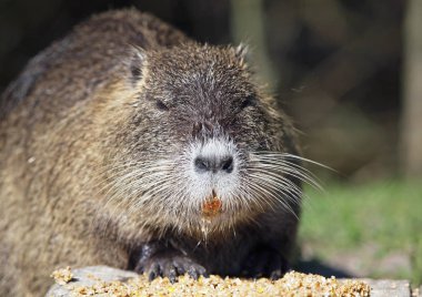 Bir coypu, Mısır'ın bahçesinde beslenirler eğitimin