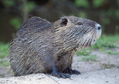 Bir coypu, Mısır'ın bahçesinde beslenirler eğitimin