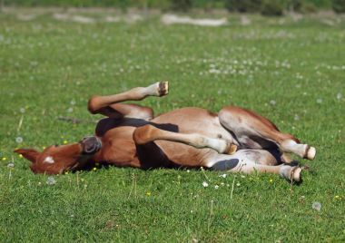 Yeşil çim üzerinde kestane yavru 