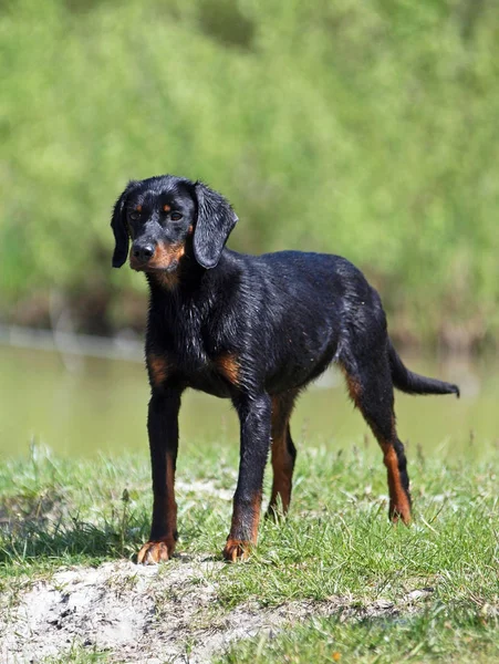 The young female of breed the Slovakian Hound — Stock Photo, Image