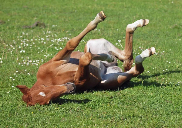 Das Kastanienfohlen auf dem grünen Rasen — Stockfoto