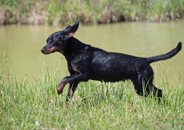 The young  Slovakian Hound runs on the coast ストックフォト