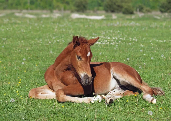 A nice chestnut foal has a rest in dandelions lawn — Stock Photo, Image