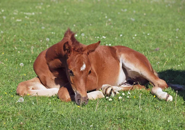 Ein schönes Fuchsfohlen auf dem Rasen — Stockfoto