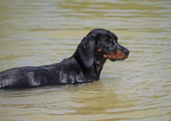 Le jeune chien slovaque — Photo