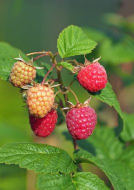 Ahududu lezzetli meyveler 