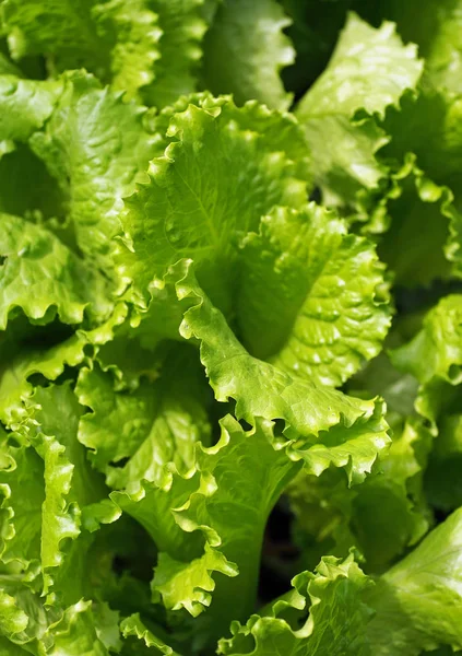 Crescer salada verde — Fotografia de Stock