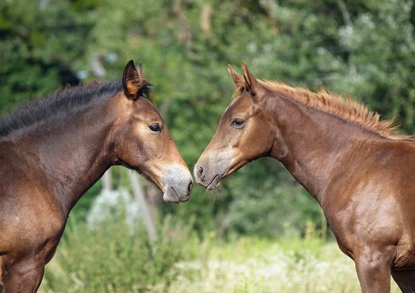 Two nice foals on a pasture — Stock Photo, Image