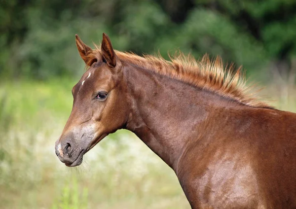 サラブレッド馬の肖像 — ストック写真