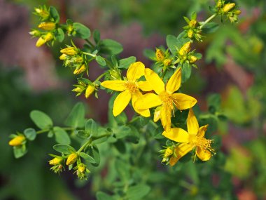 Çiçek açması ot St John's Wort 