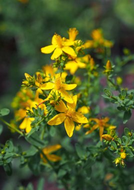 Çiçek açması ot St John's Wort