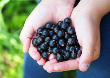 avuç içi Siyah frenk üzümü 