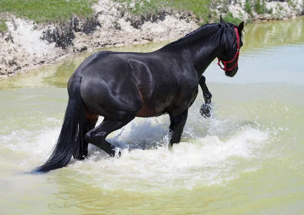 Černý kůň relaxační ve vodě — Stock fotografie