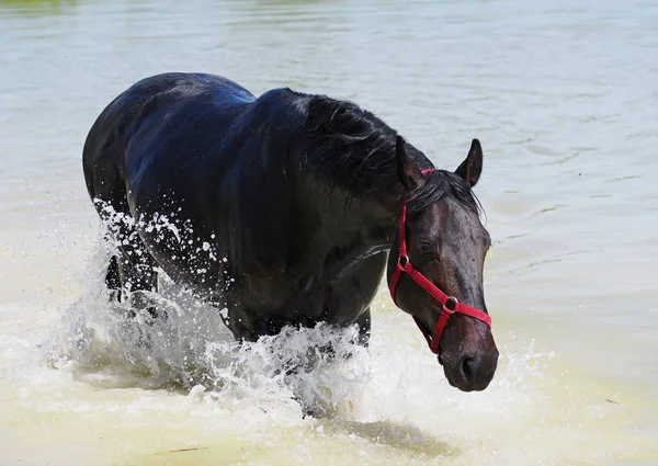 The black horse relaxing  in water — Stock Photo, Image
