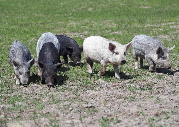 Herd of young pigs on a meadow — Stock Photo, Image