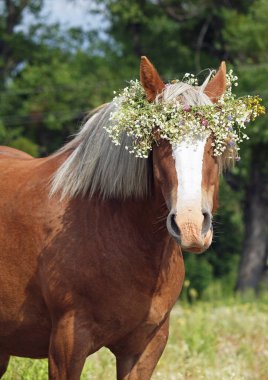 Bir güzel taslak at yaz portresi