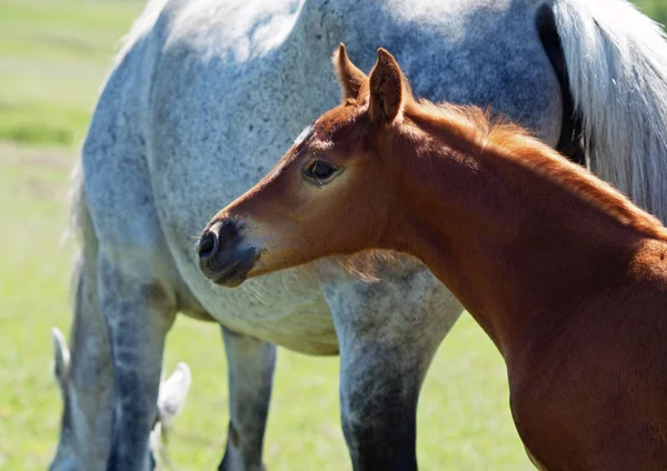 Mare ile kırmızı bir tayı portresi — Stok fotoğraf