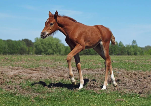 The chestnut foal  walks on a pasture — Stock Photo, Image