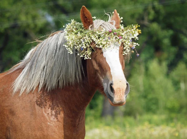 Portrait estival d'un beau cheval de trait — Photo