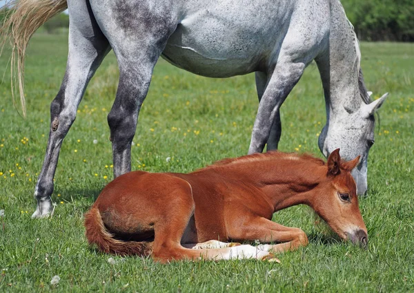 Puledro con una cavalla — Foto Stock