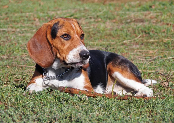 Der junge Beagle auf dem Rasen — Stockfoto