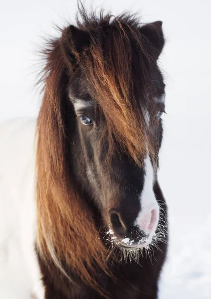 Shetland pony portresi — Stok fotoğraf