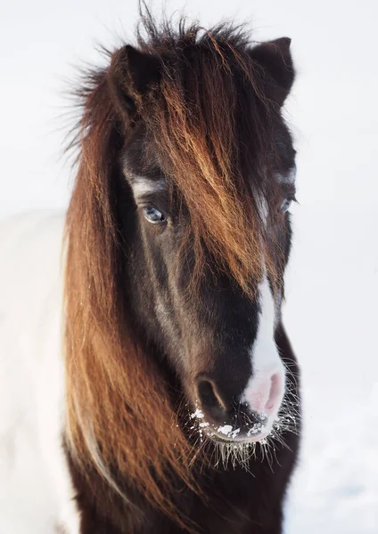 Retrato do pônei Shetland — Fotografia de Stock