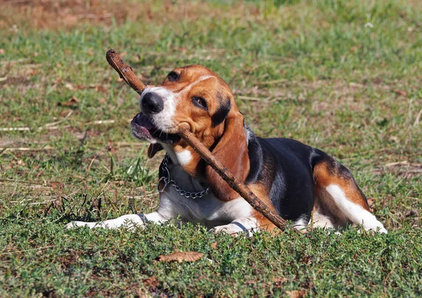 El joven Beagle en un césped — Foto de Stock