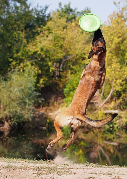 Anjing muda menangkap disk saat melompat. — Stok Foto