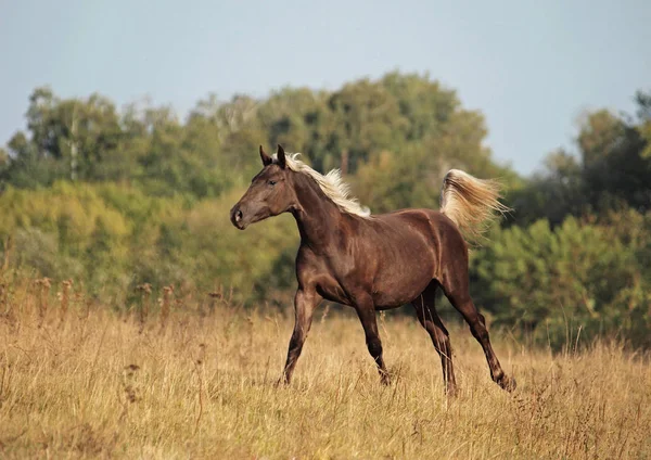 The beautiful horse of silvery-black color  galloping — Stock Photo, Image