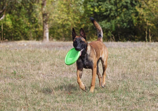 Disk köpekle Belçika Malinoisrunning — Stok fotoğraf