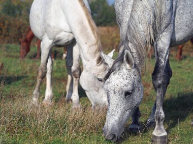Gri bir mera üzerinde atlar