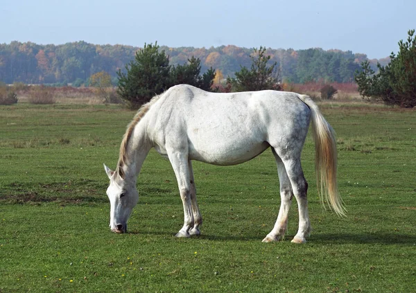 The gray mare  on an autumn pasture