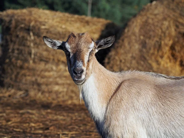 Portret brązowy koza — Zdjęcie stockowe