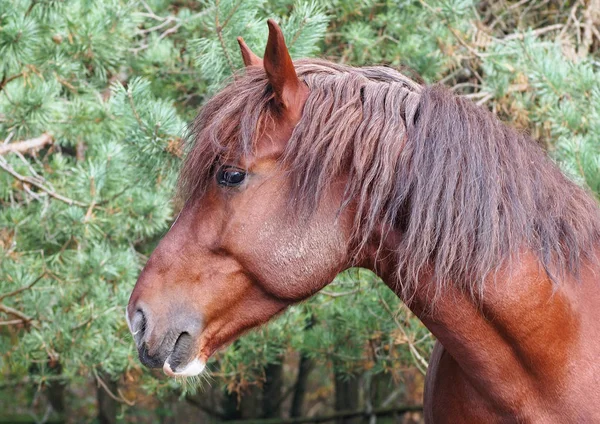 美しいドラフト馬の肖像画 — ストック写真