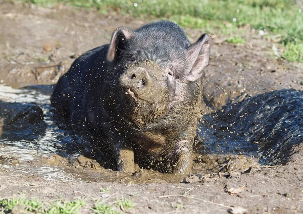 The black Vietnamese pig takes mud baths — Stock Photo, Image
