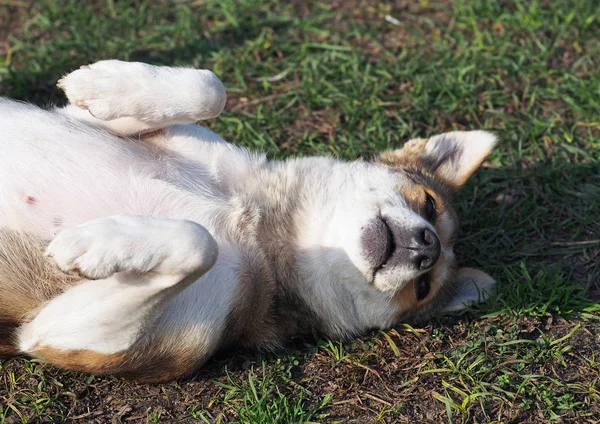 O pequeno cachorrinho em uma grama — Fotografia de Stock